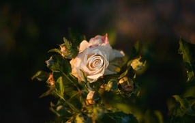 Розовые розы с бутонами в лучах солнца