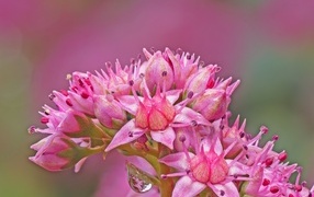 Розовый цветок очиток крупным планом