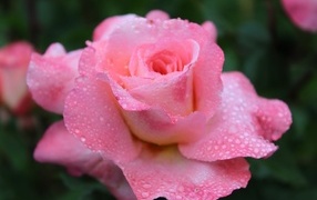 Розовая чайная роза в каплях дождя