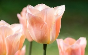 Розовый цветок тюльпана цветет весной