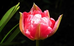 Розовый тюльпан с зелеными листьями на черном фоне