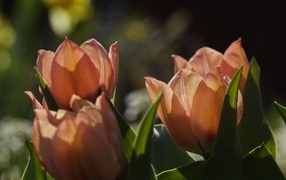 Розовые тюльпаны в лучах солнца на клумбе