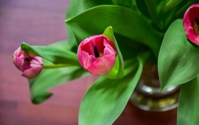 Pink tulips with green leaves in a vase on the table