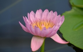 Розовый цветок водяной лилии в пруду крупным планом