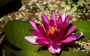 Розовая водяная лилия в пруду с большими листьями
