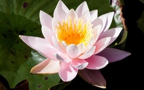 Pink water lily in the lake close-up