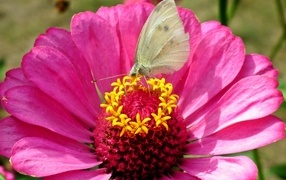 Pink zinnia flower with butterfly