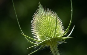 Колючий цветок ворсянка крупным планом