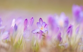 Фиолетовые крокусы крупным планом на поле