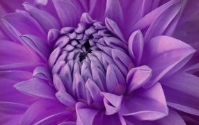 Фиолетовый цветок георгина крупным планом