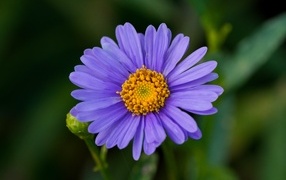 Purple garden aster flower