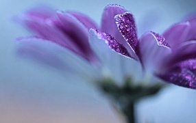 Лепестки фиолетовой герберы в каплях росы
