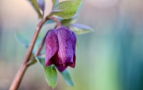 Purple hellebore flower close up
