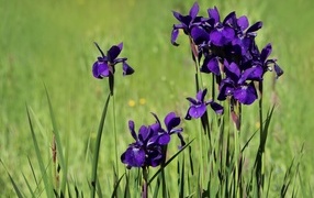 Purple iris flowers on the field