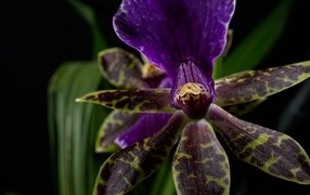 Фиолетовая орхидея на черном фоне
