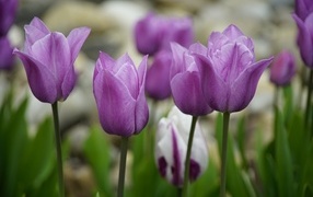 Фиолетовые тюльпаны на клумбе весной