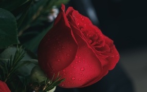 Красная английская роза в каплях росы