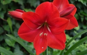 Красный цветок амариллис крупным планом