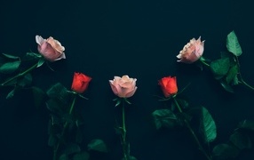 Красные и розовые розы на черном фоне