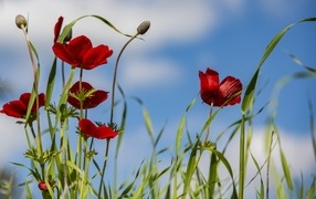 Красные цветы анемоны на поле под голубым небом