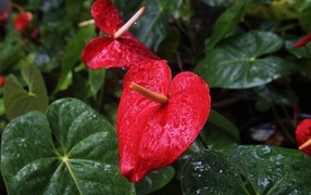 Красные цветы антуриум под дождем