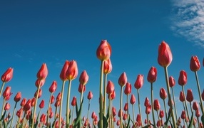 Красные красивые тюльпаны под голубым небом 