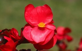 Red begonia flowers close up