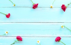 Красные хризантемы и цветы космеи на голубом фоне