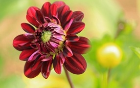 Красный цветок георгина крупным планом