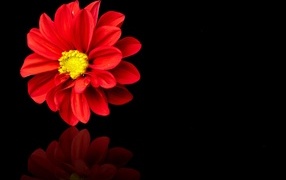 Красный цветок георгина на черном фоне