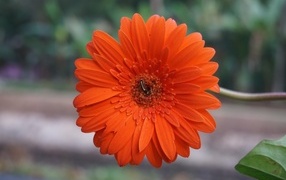 Красная нежная гербера с тонким стеблем