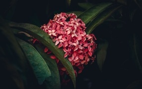 Красный экзотический цветок в зеленых листьях