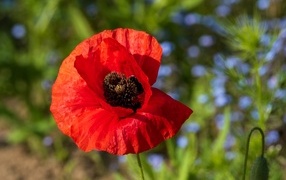 Красный полевой мак с черной серединкой