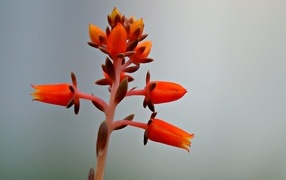 Красный цветок на сером фоне 