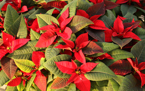 Красные цветы Молочай красивейший  с зелеными листьями