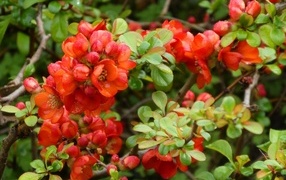 Красные цветы японской айвы на кустарнике