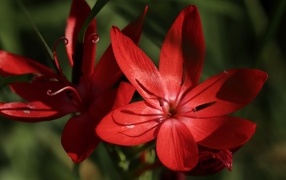 Красные цветы hesperantha семейства ирисовых