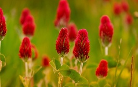 Красные цветы полевого клевера