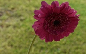 Красная гербера крупным планом