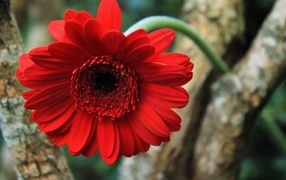 Красный цветок герберы на дереве