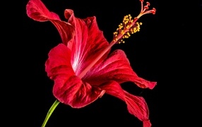 Красный цветок гибискуса на черном фоне