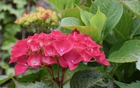 Красная гортензия с зелеными листьями в саду