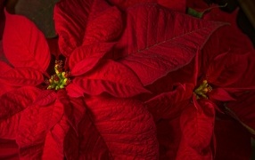 Красный комнатный цветок молочай