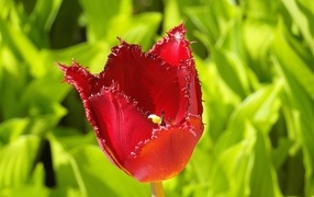 Красные зазубренные лепестки тюльпана