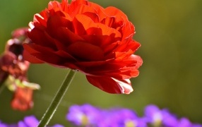 Красный пышный цветок лютика