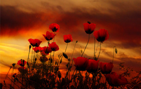 Красные маки на фоне неба на закате