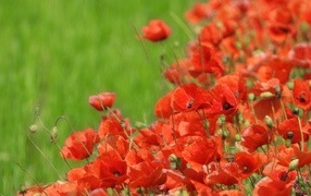 Красные маки на поле в зеленой траве летом