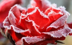 Красная роза покрыта инеем крупным планом