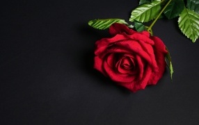 Красный цветок розы на черном фоне