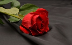 Красная роза на черной ткани